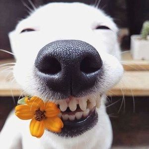 Meet your Posher, Liliana